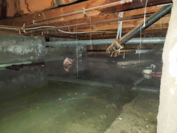 Best Ceiling water damage repair  in Scottsville, NY
